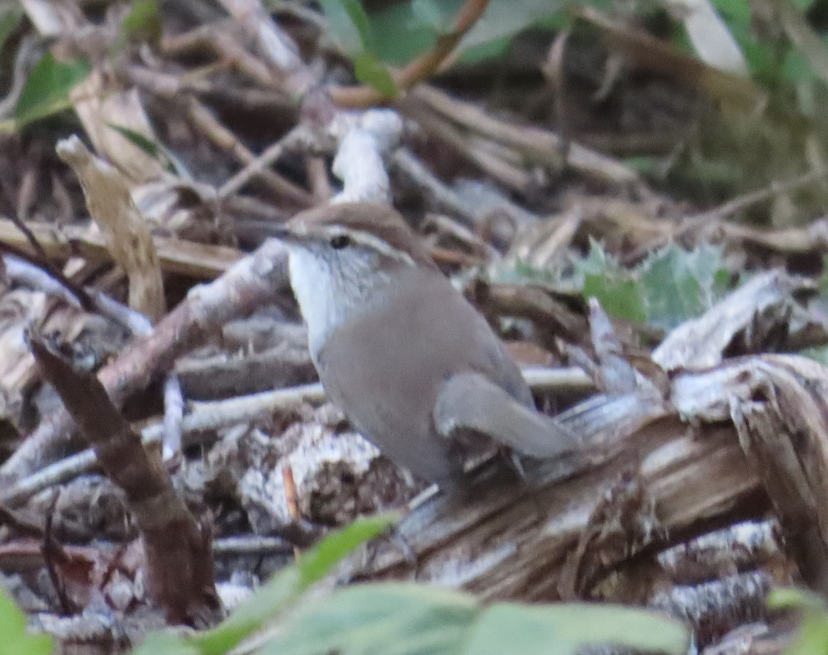 Bewick's Wren - ML609610999