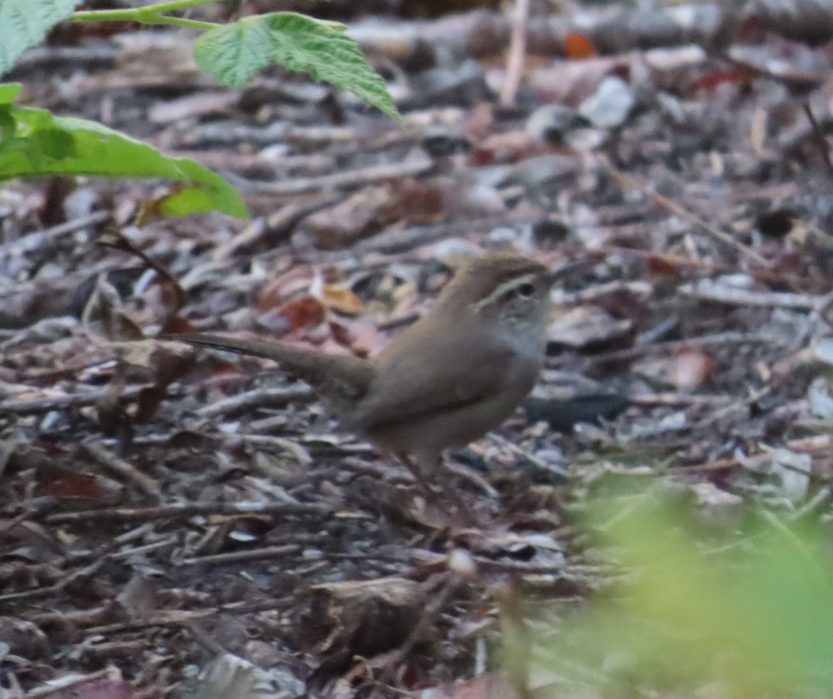 Bewick's Wren - ML609611000