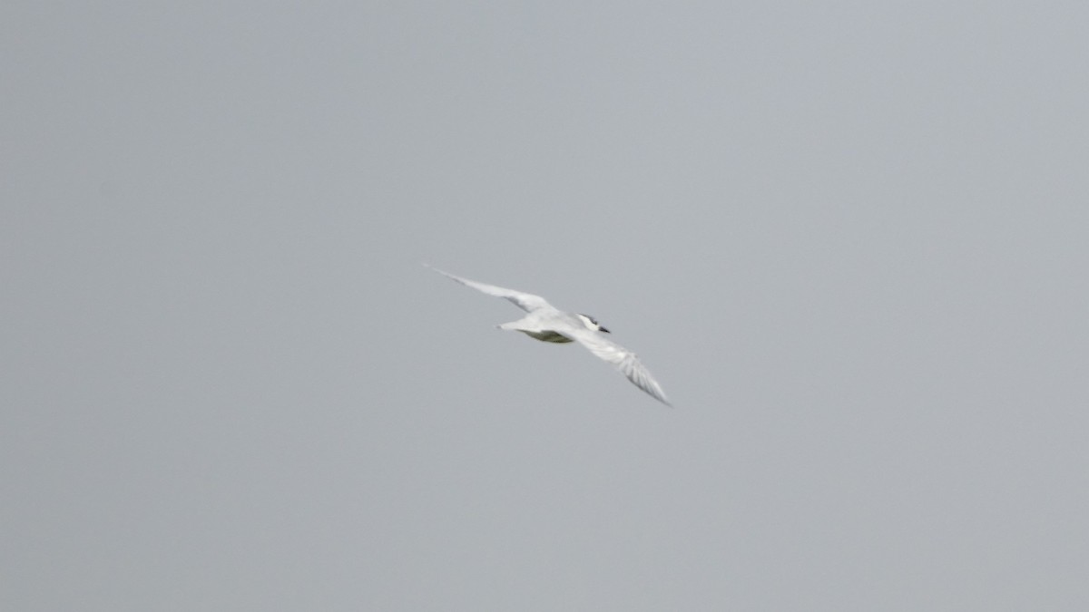 Gull-billed Tern - ML609611205