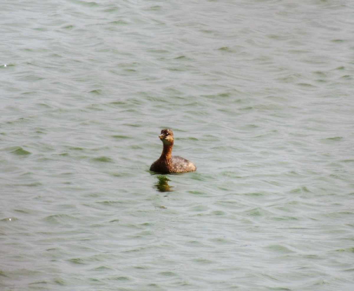 Pied-billed Grebe - ML609611254