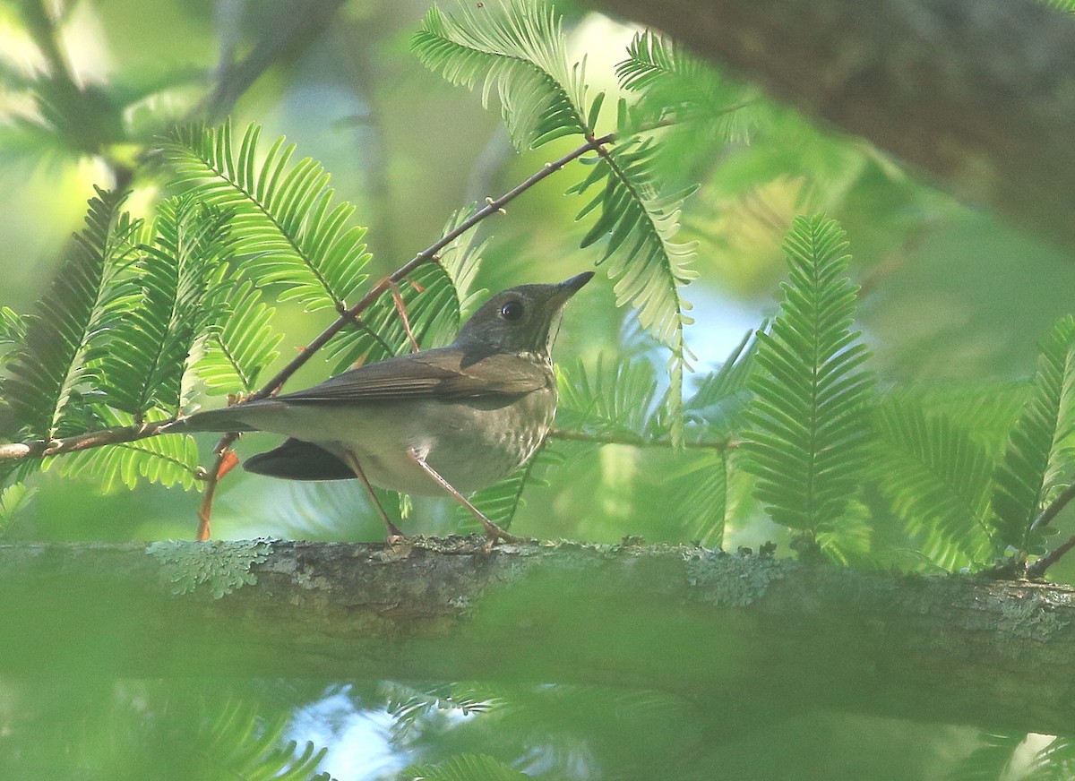 Gray-cheeked Thrush - ML609611258