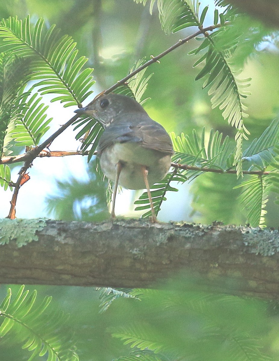 Gray-cheeked Thrush - ML609611259