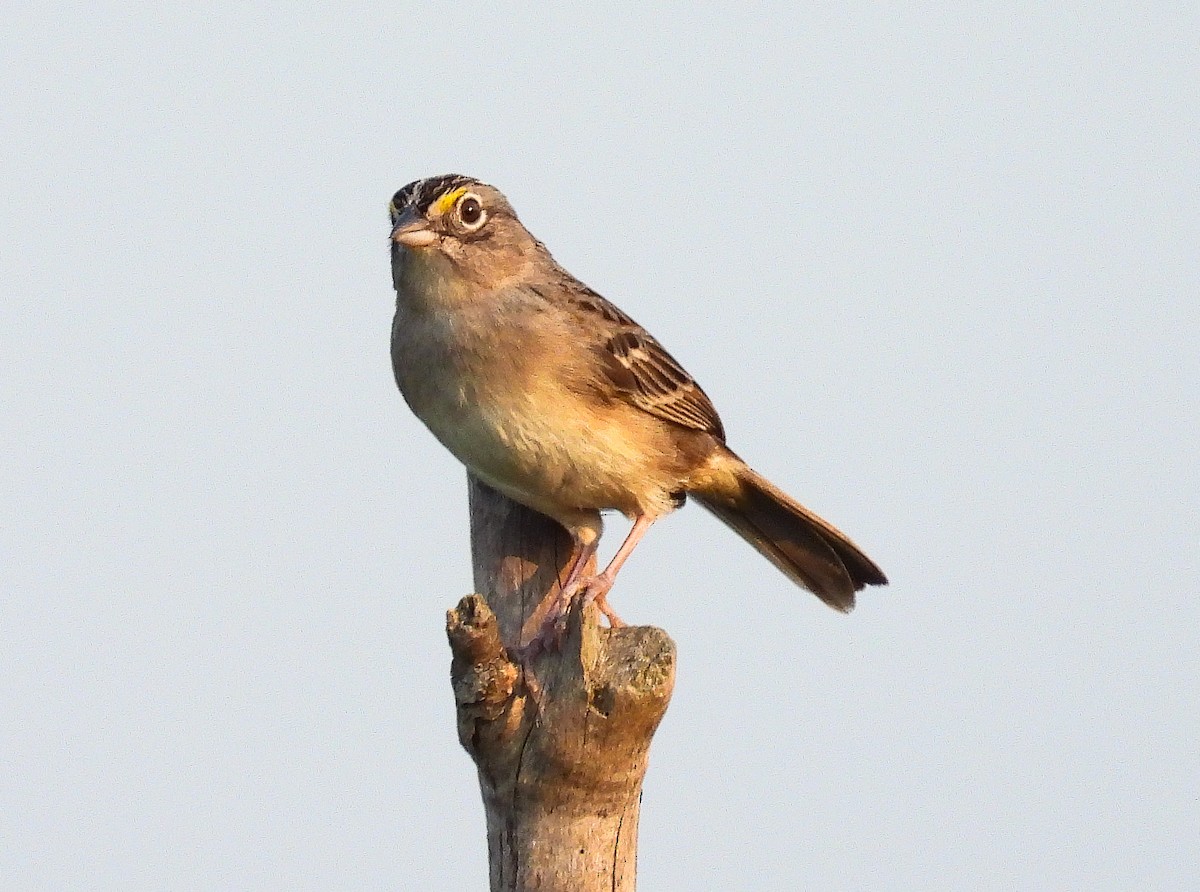 Grassland Sparrow - ML609611273