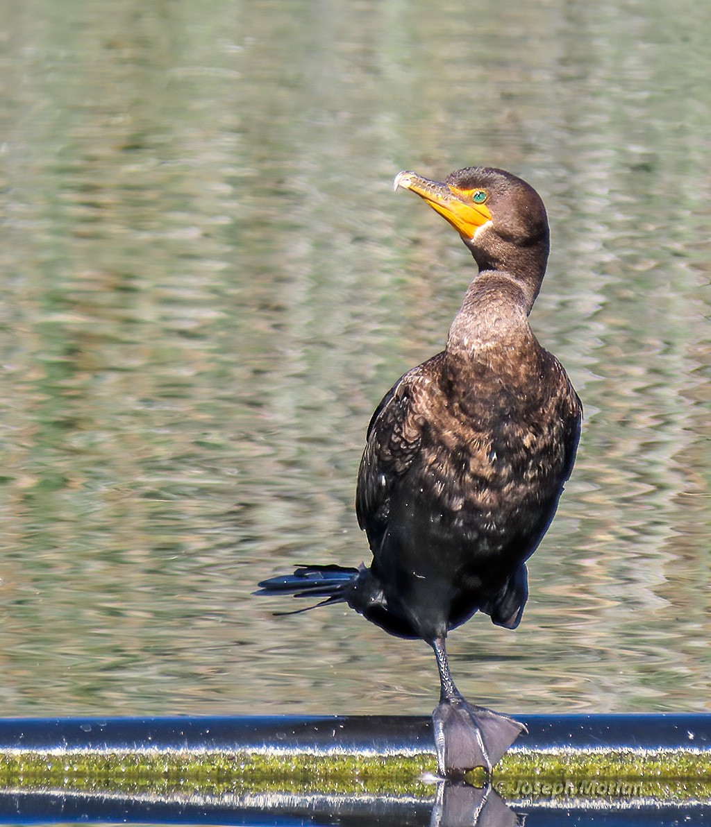 Double-crested Cormorant - ML609611330