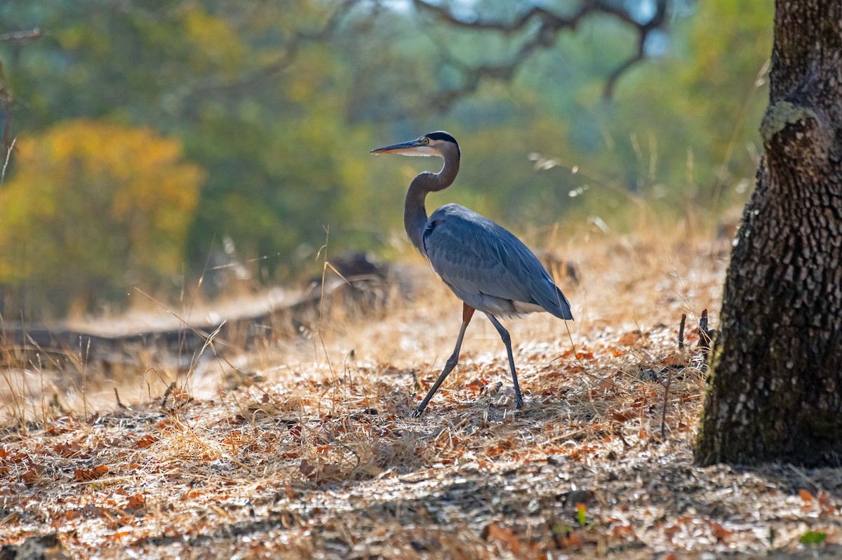 Great Blue Heron - ML609611337