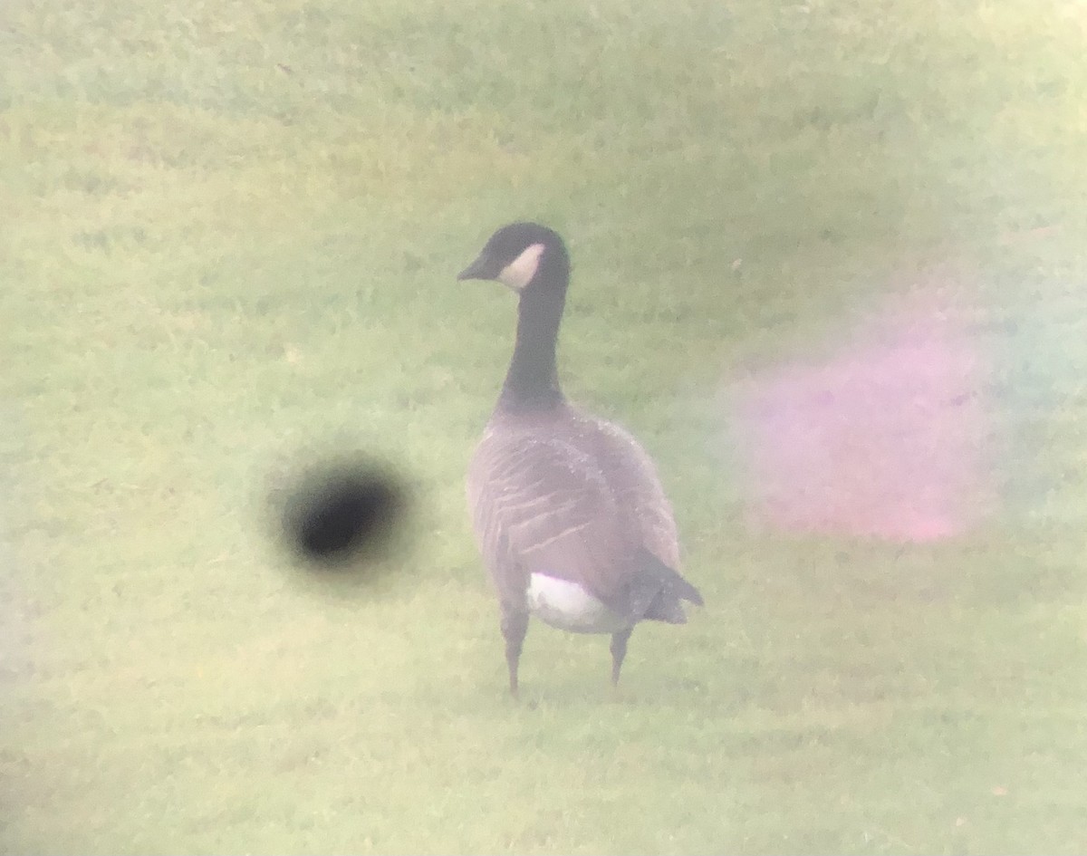 Cackling Goose (minima) - ML609611364