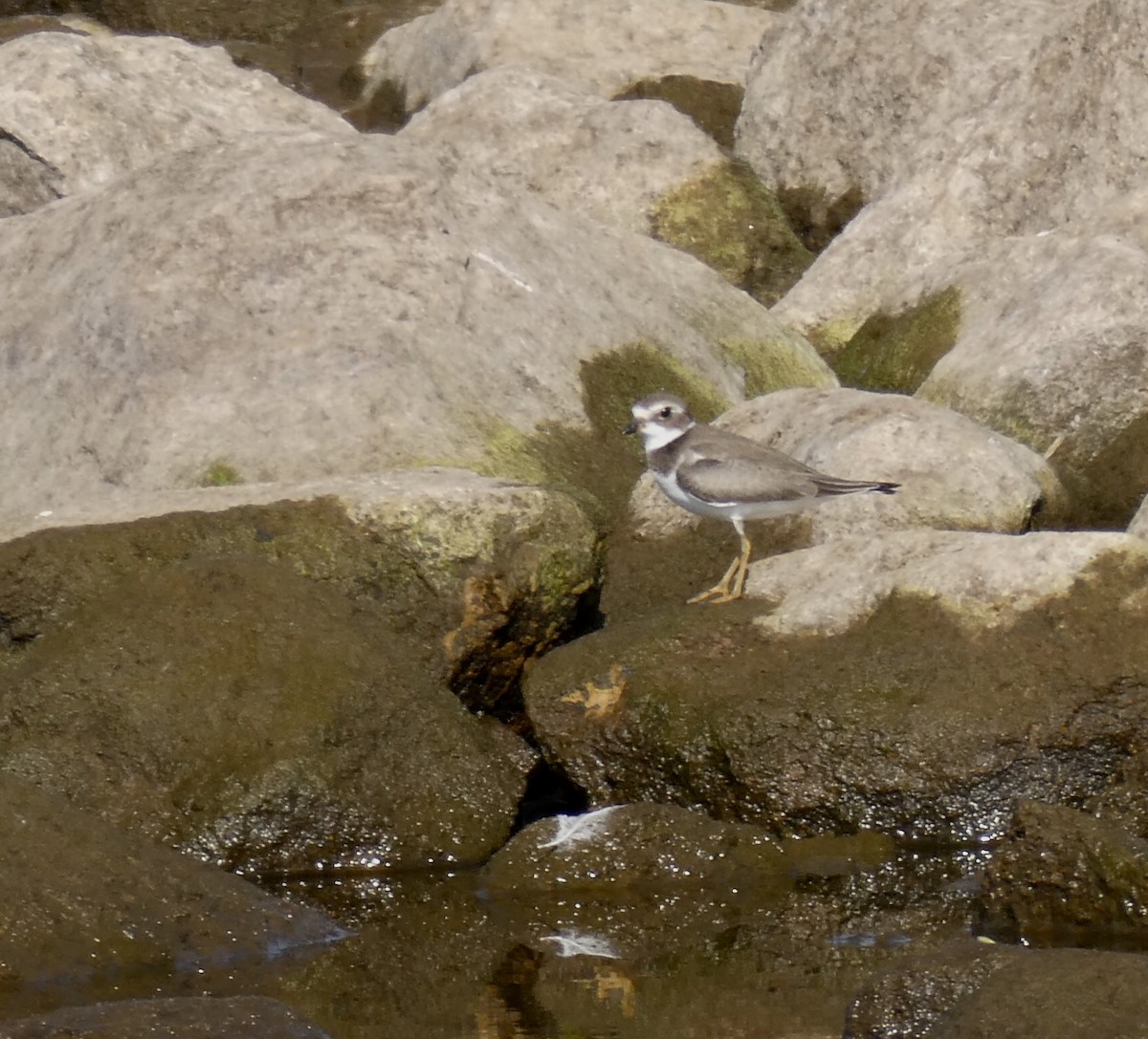 Semipalmated Plover - ML609611414