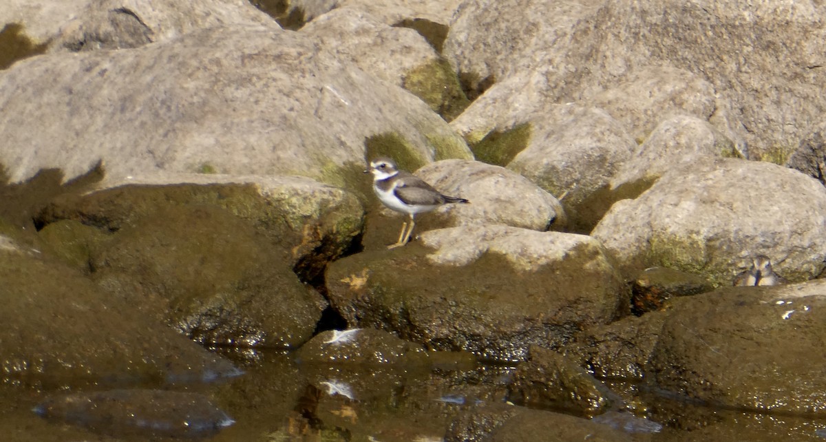 Semipalmated Plover - ML609611415