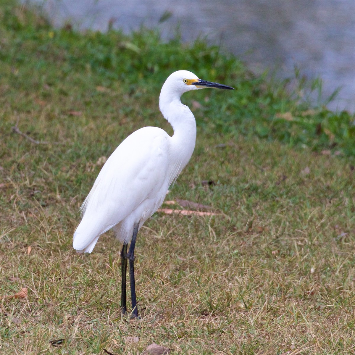 Хурган дэглий - ML609611487