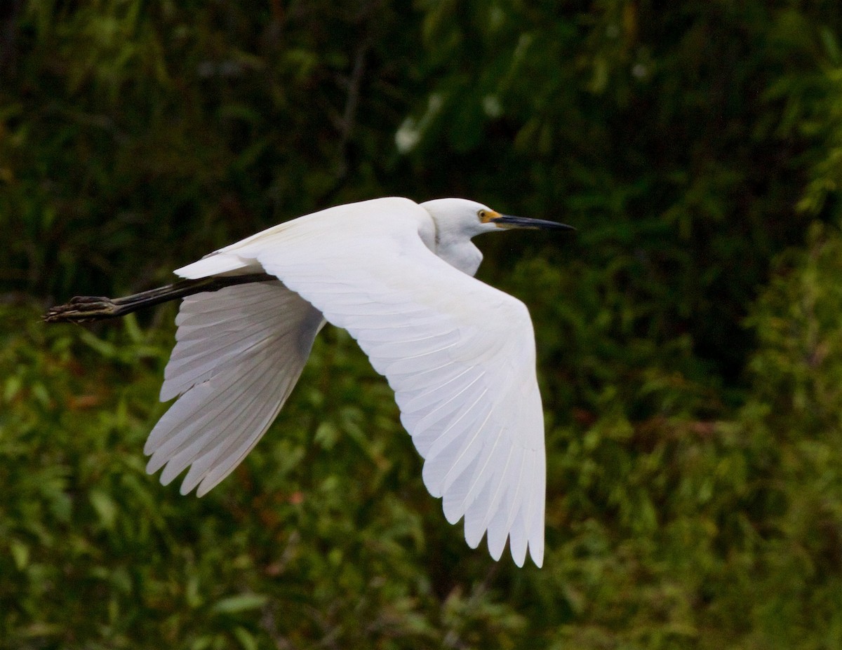 Хурган дэглий - ML609611488