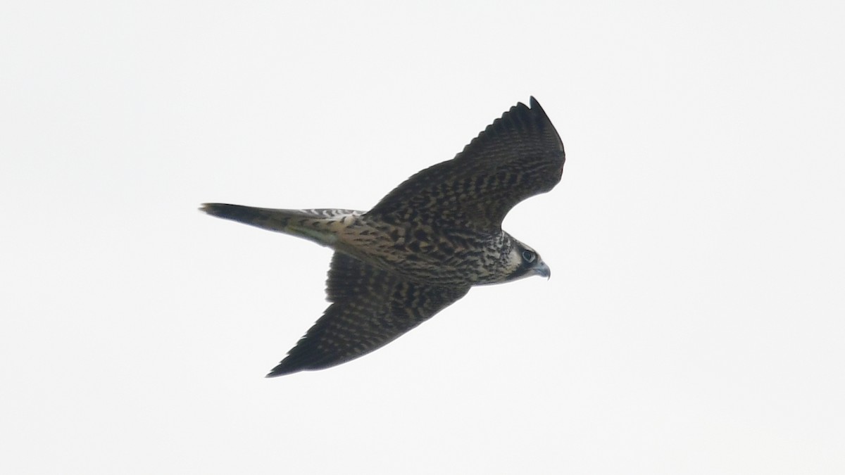 Peregrine Falcon - Carl Winstead