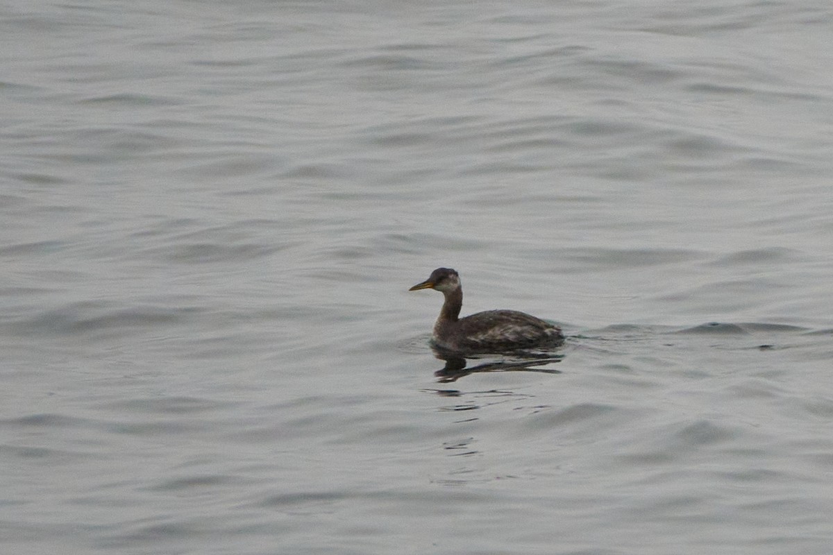 Red-necked Grebe - ML609611581