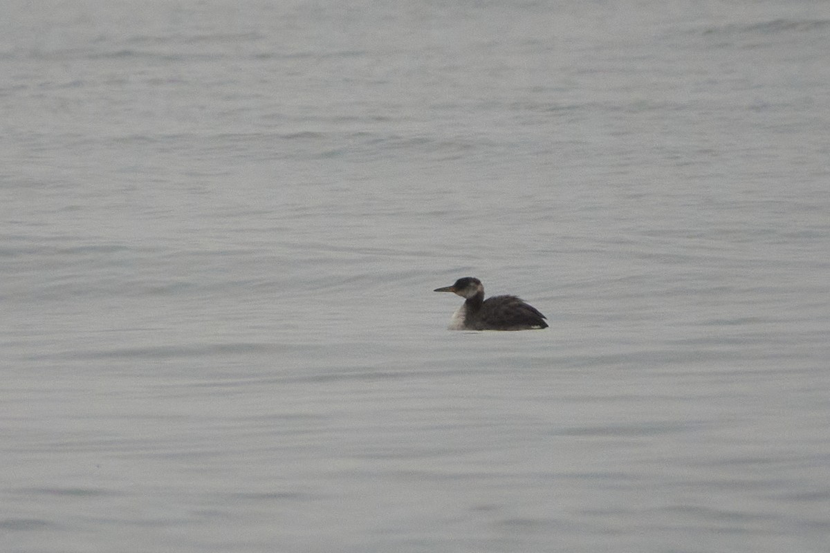 Red-necked Grebe - ML609611582