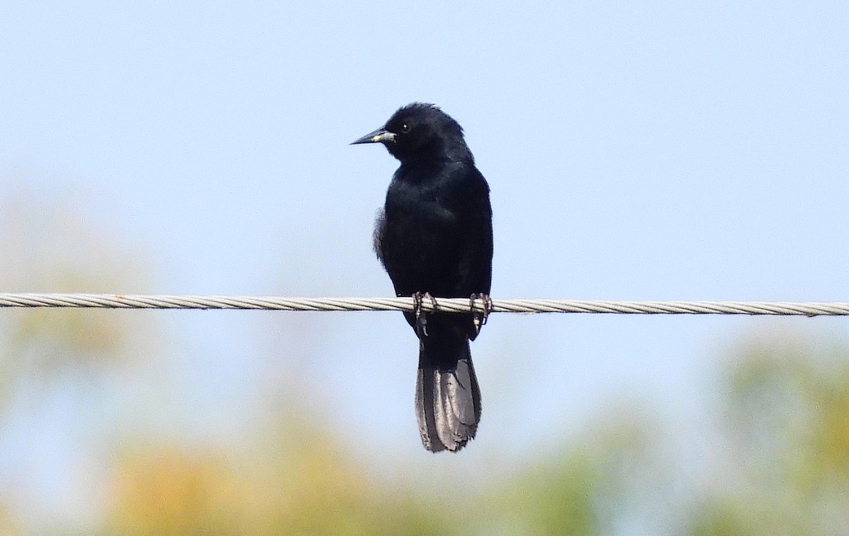 Unicolored Blackbird - ML609611611