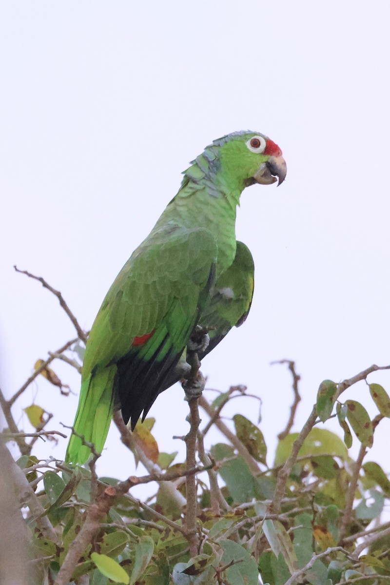 Red-lored Parrot - A Branch