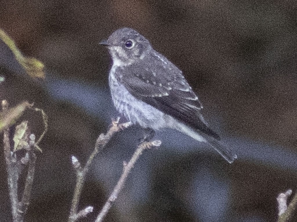 Gobemouche de Sibérie - ML609611774