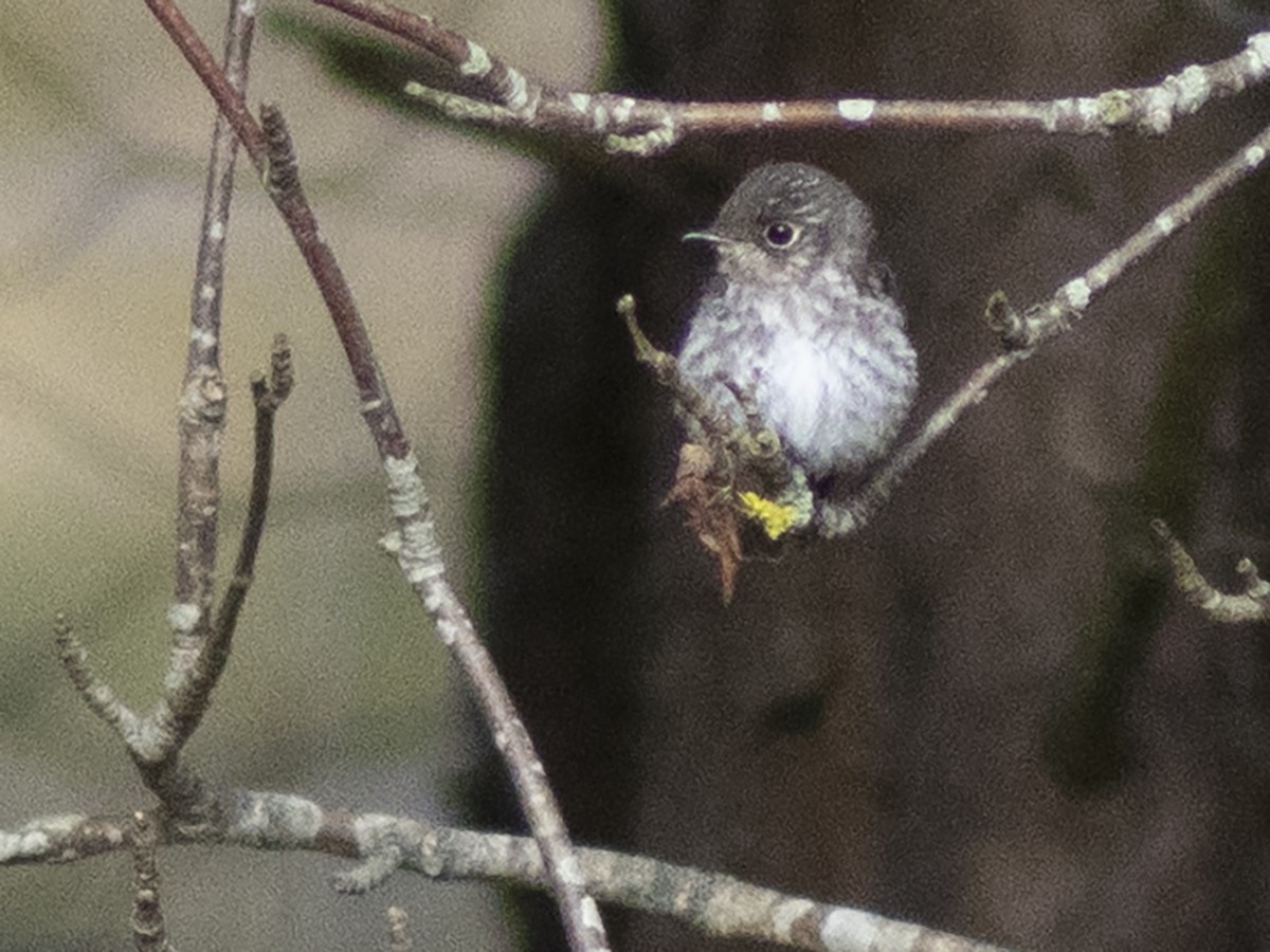 Dark-sided Flycatcher - ML609611780