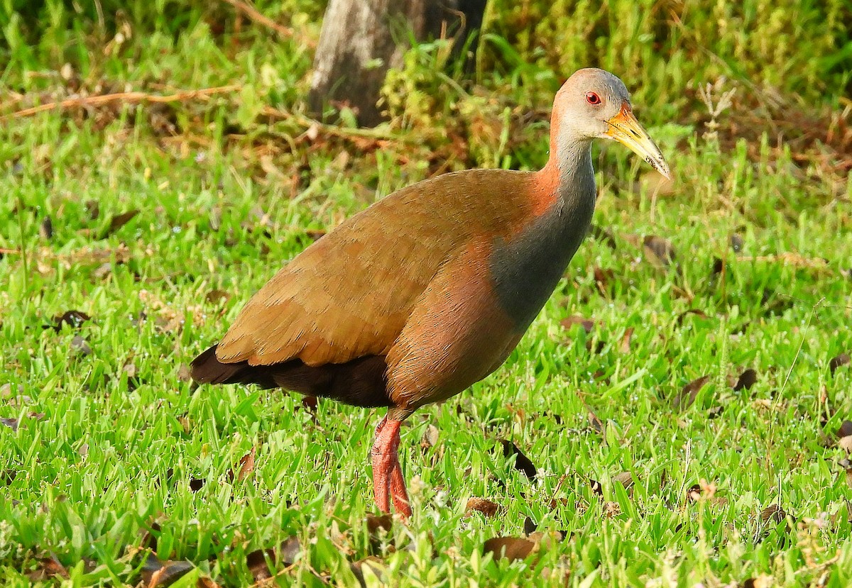 Giant Wood-Rail - ML609611783