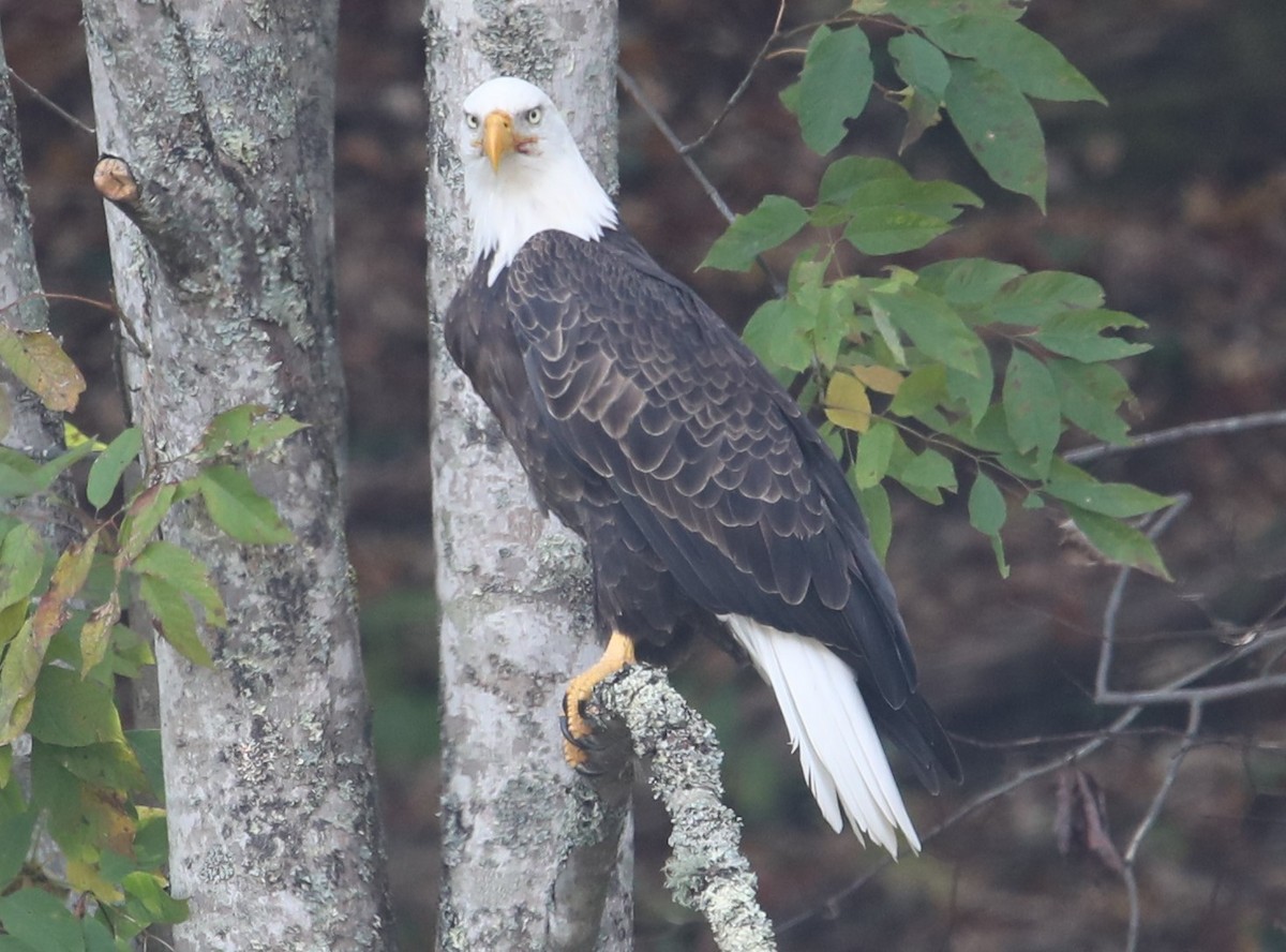 Bald Eagle - ML609611792