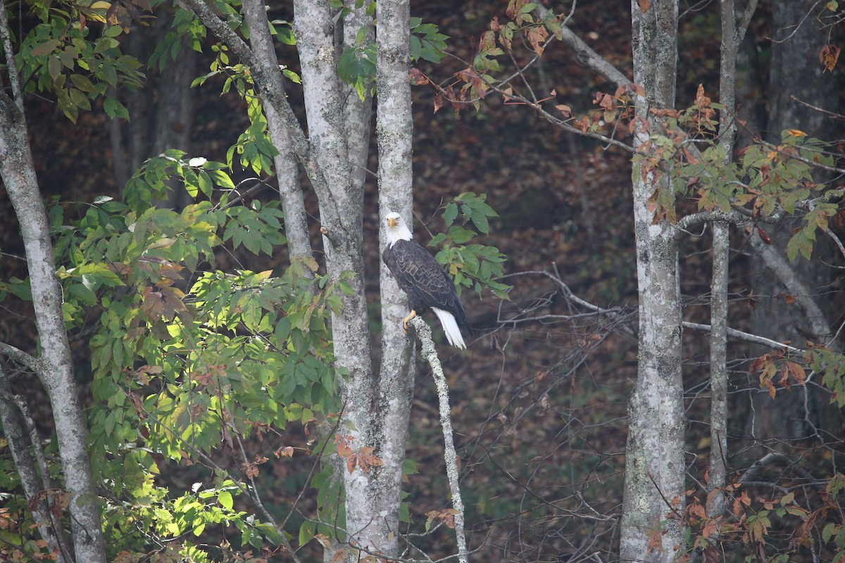 Bald Eagle - ML609611801