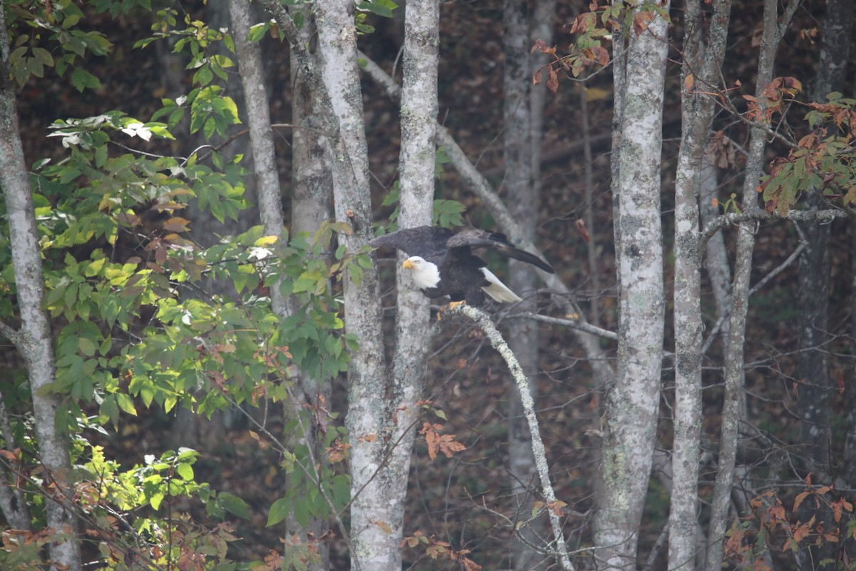 Bald Eagle - ML609611804