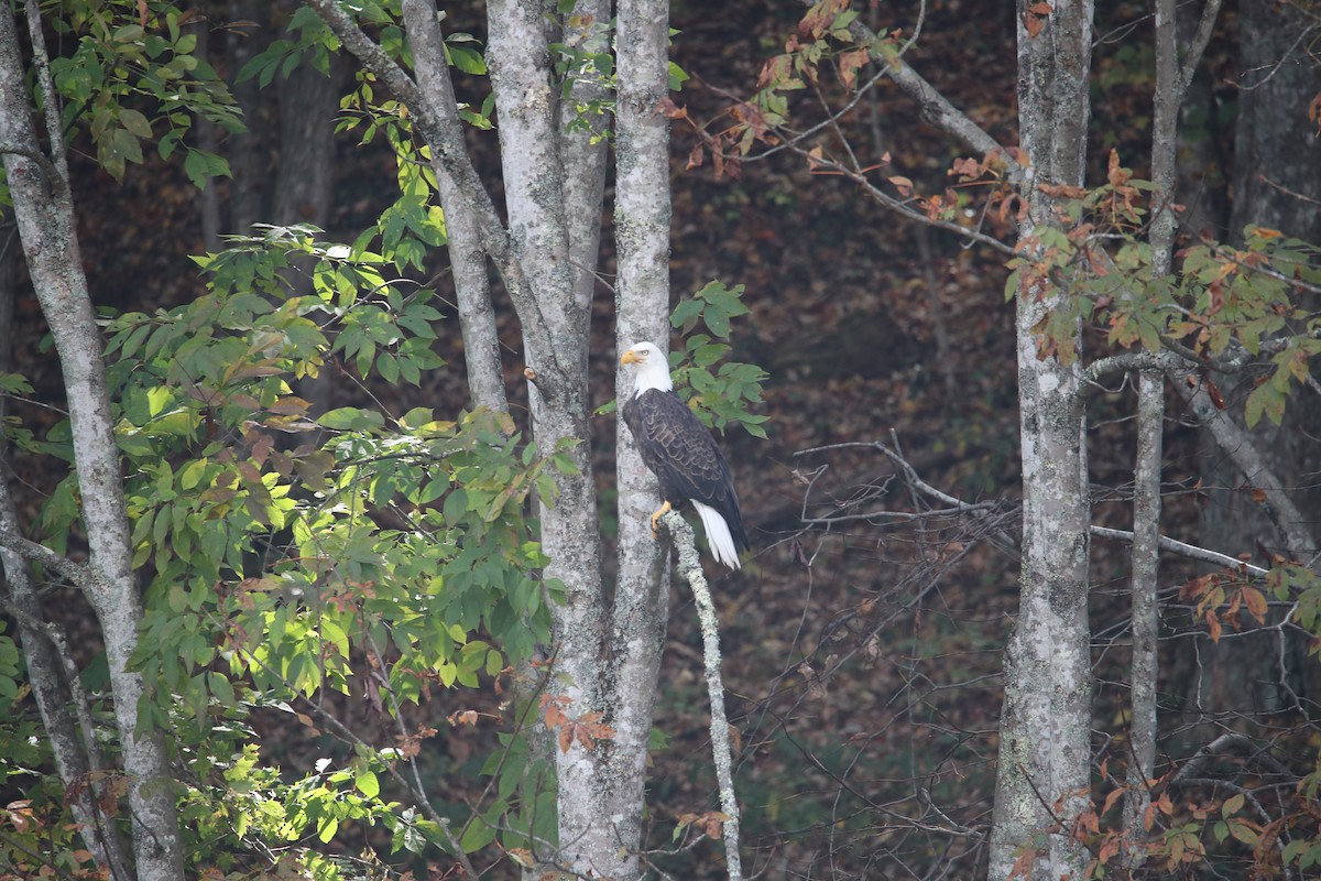 Bald Eagle - ML609611806