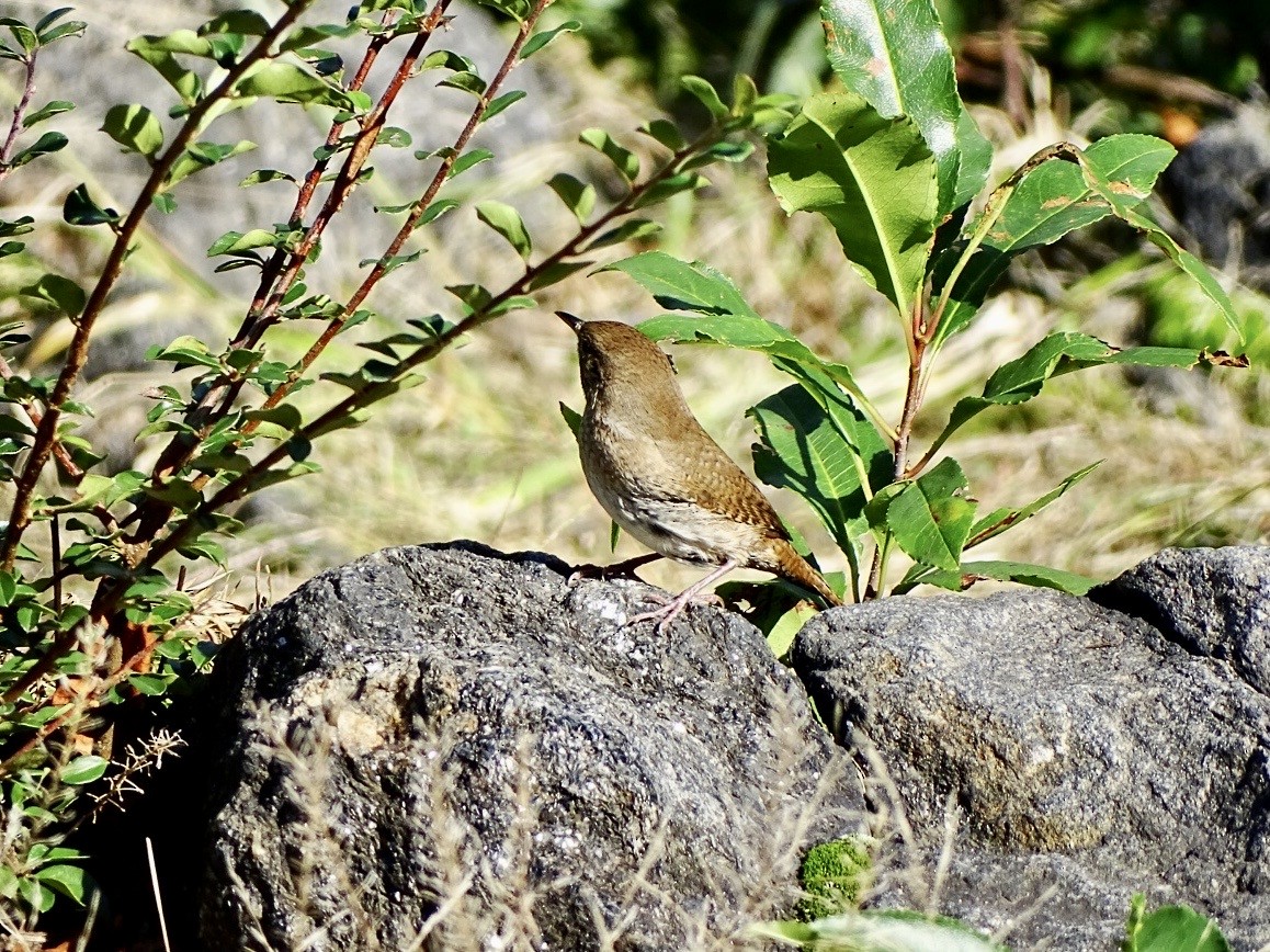 House Wren - ML609612034