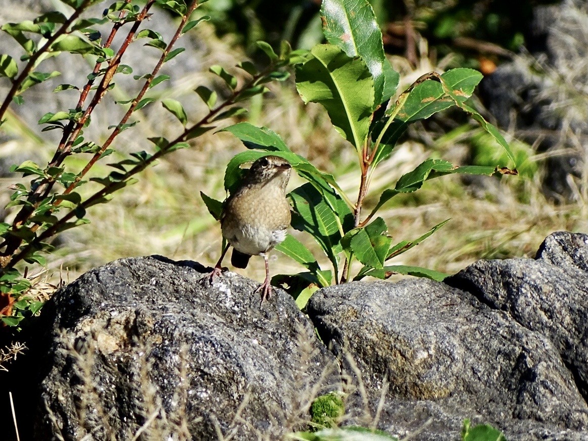 House Wren - ML609612035