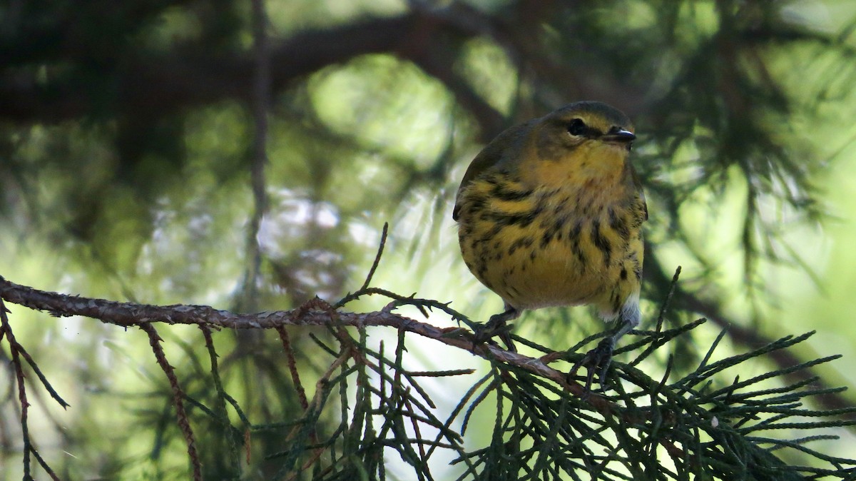 Cape May Warbler - ML609612044