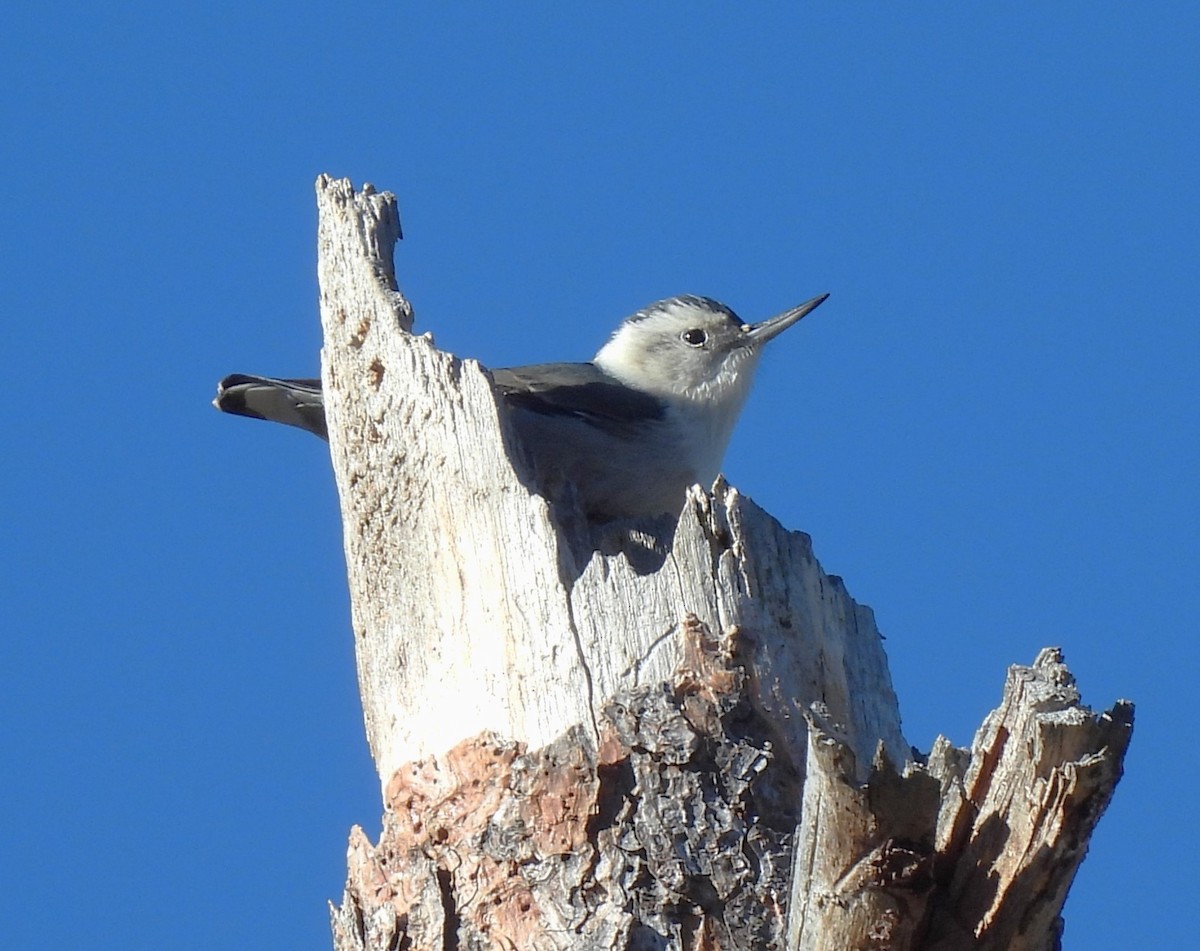 White-breasted Nuthatch - Ron Youngs