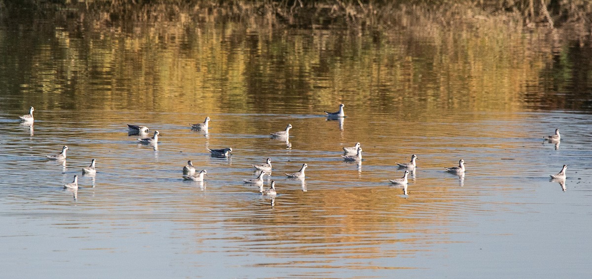 Red-necked Phalarope - Timothy Aarons