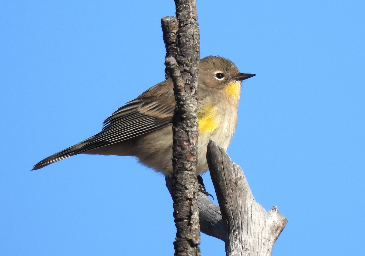 Yellow-rumped Warbler - Ron Youngs