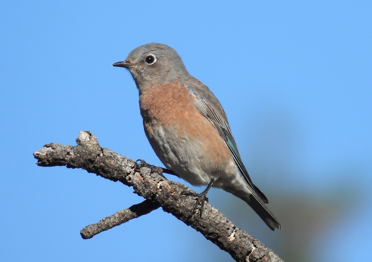 Western Bluebird - Ron Youngs