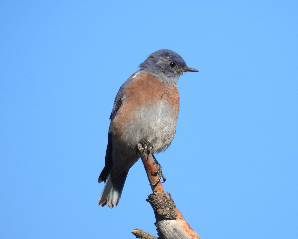 Western Bluebird - Ron Youngs