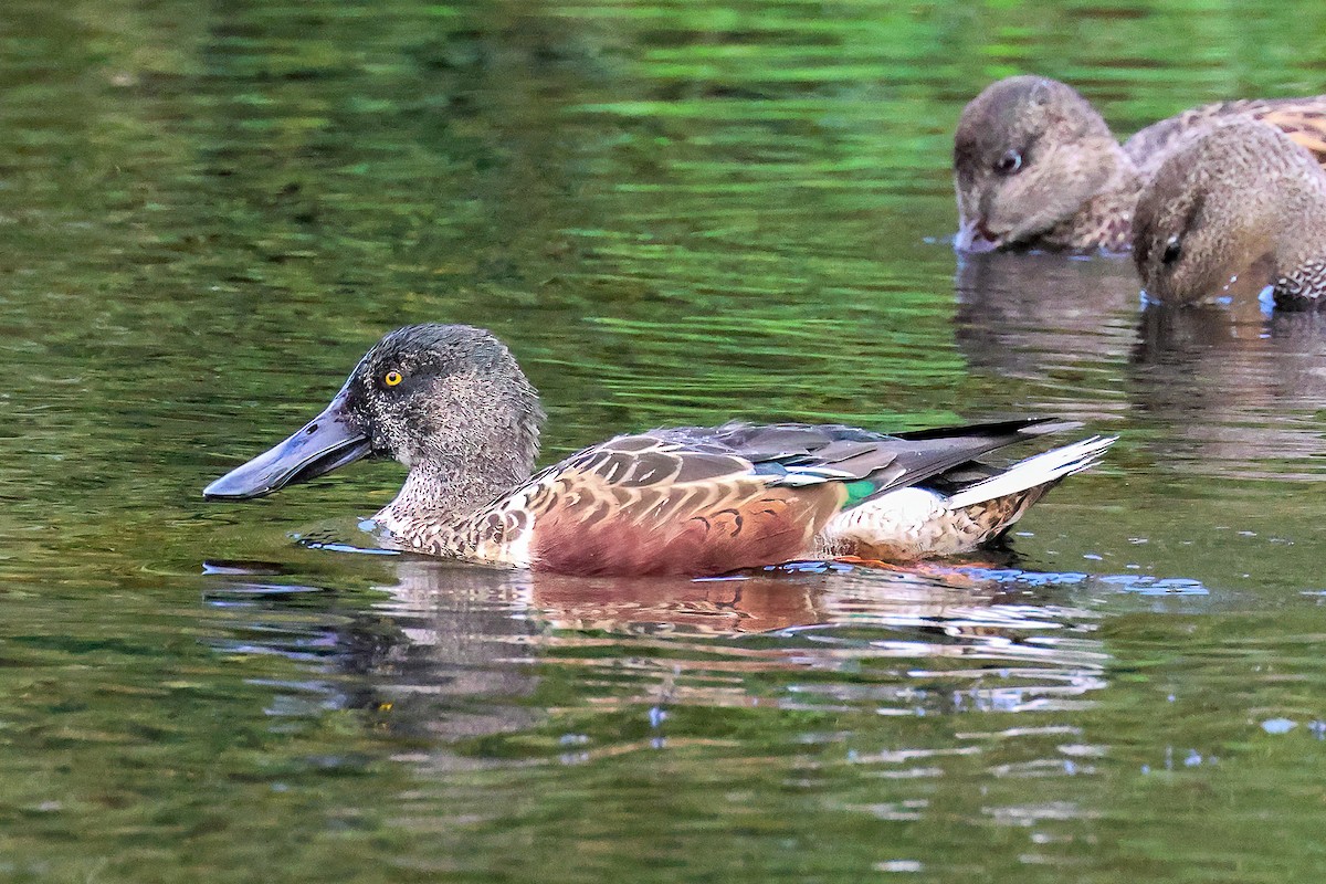 Northern Shoveler - ML609612215