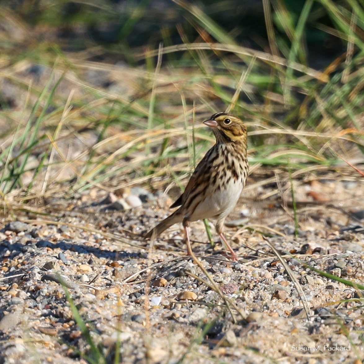 Savannah Sparrow - ML609612322