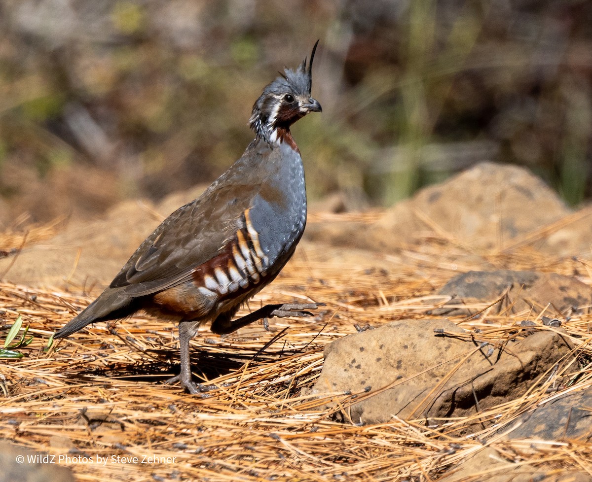 Mountain Quail - ML609612427