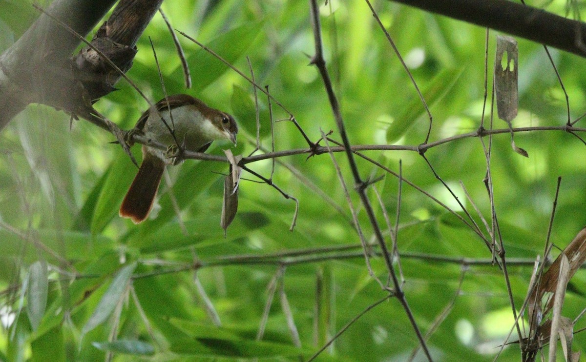 セアカハシブトカマドドリ - ML609612435