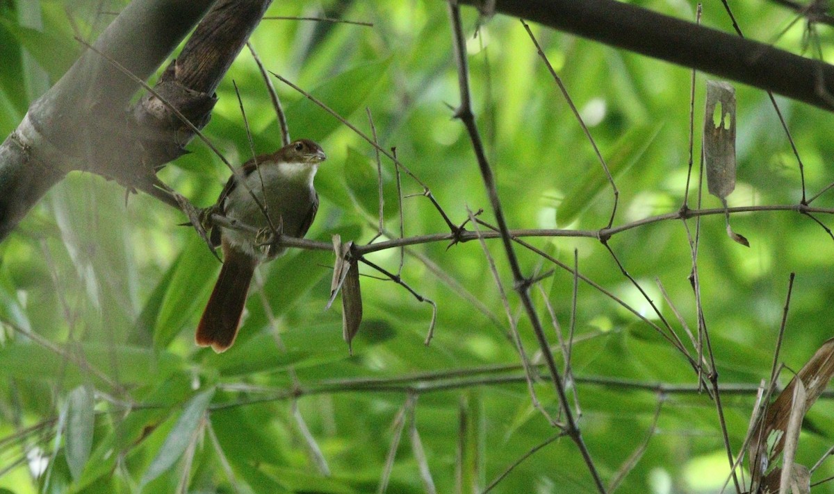 セアカハシブトカマドドリ - ML609612439