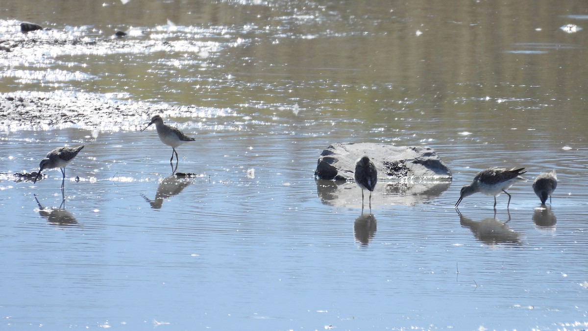 Bindenstrandläufer - ML609612473