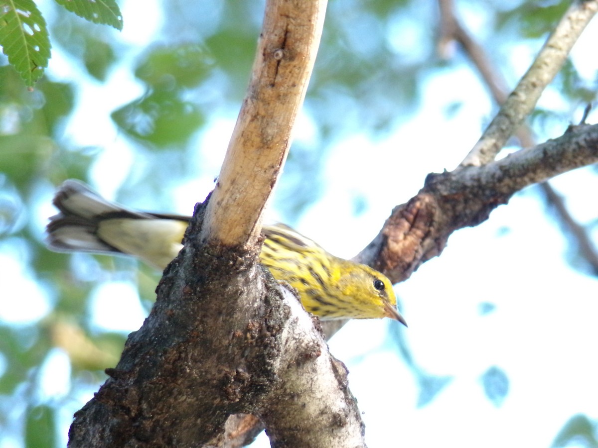 Cape May Warbler - ML609612487