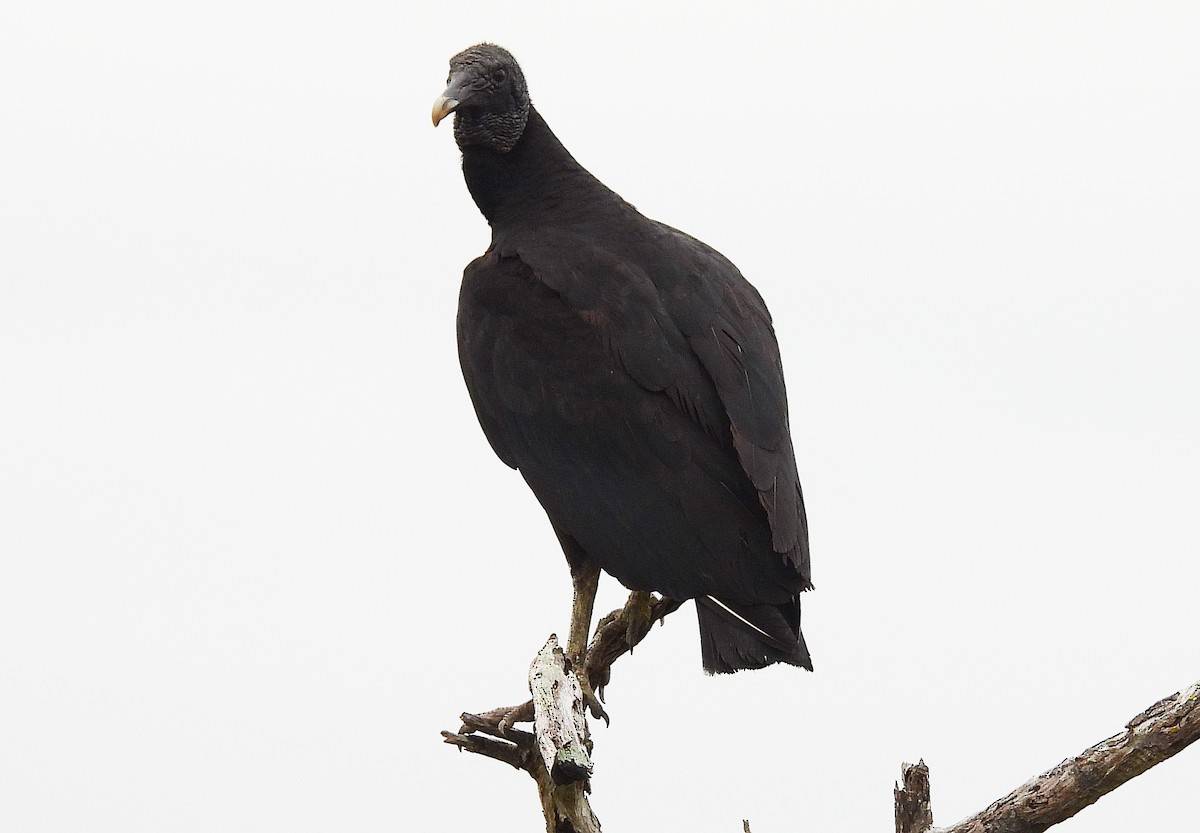 Black Vulture - ML609612513