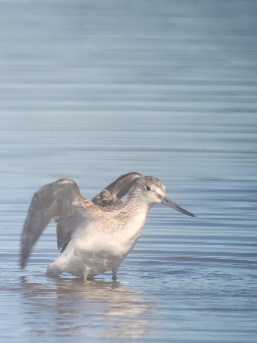 Common Greenshank - Mark Miller