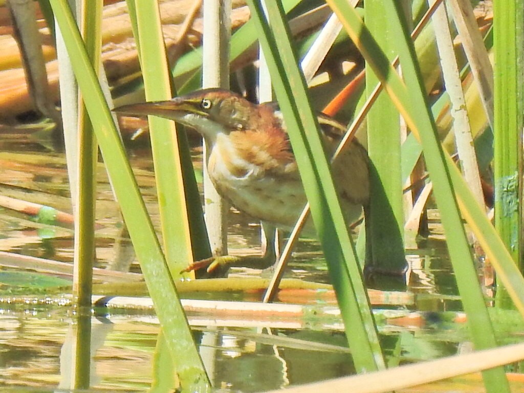 Least Bittern - ML609612549