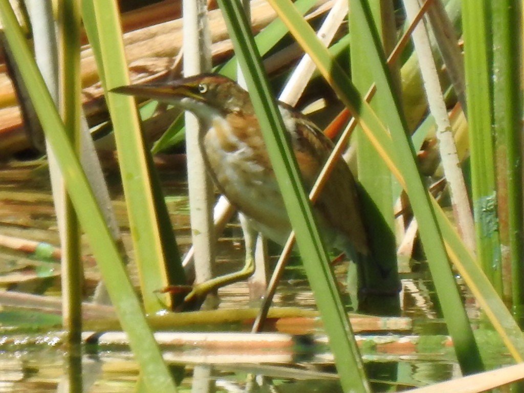 Least Bittern - ML609612558