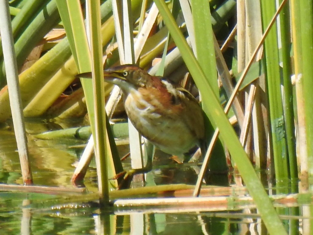 Least Bittern - ML609612559