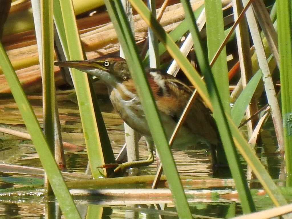 Least Bittern - ML609612560