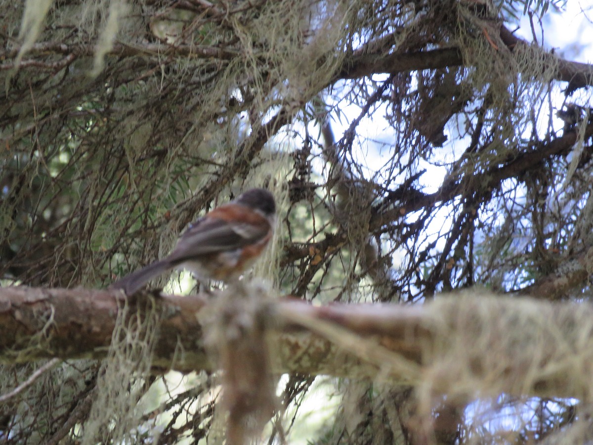 Chestnut-backed Chickadee - Christine W.