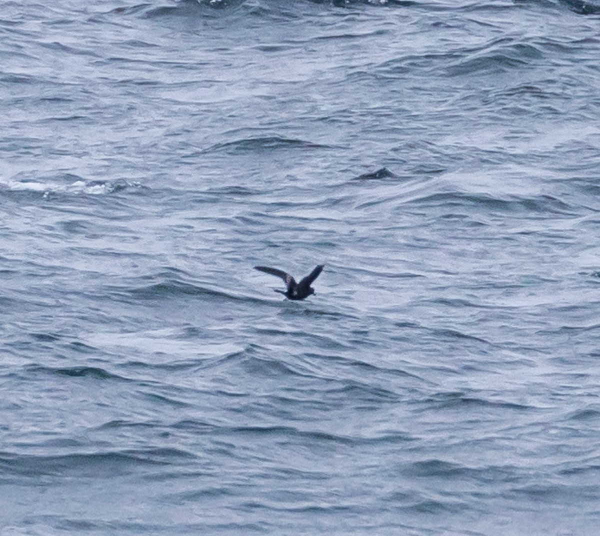 Leach's Storm-Petrel - ML609612589