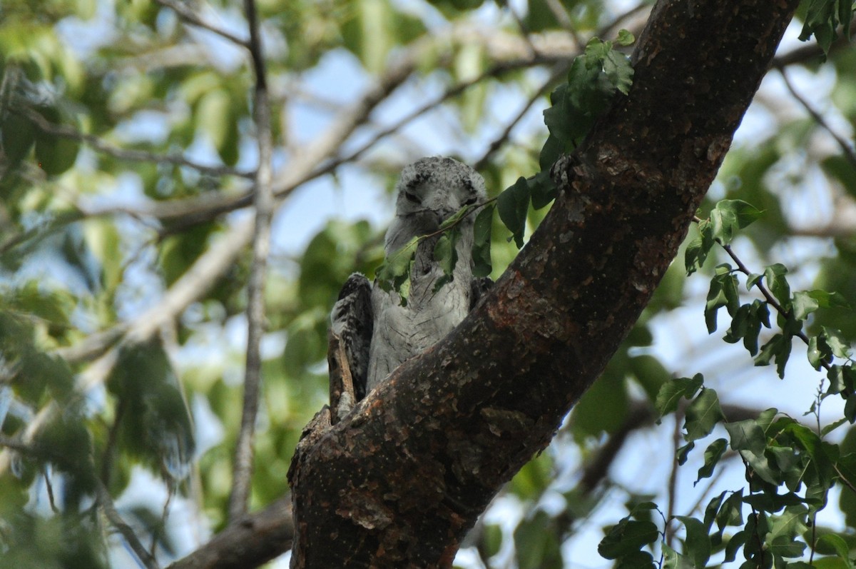 Northern Potoo - 🦜 Daniel Correia 🦜